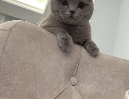 British Shorthair 2 Yaşında Eş Arıyor - 118984230