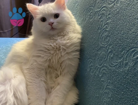 1 Yaşında British Longhair Erkek