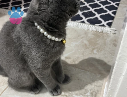 Kızıma eş arıyorum