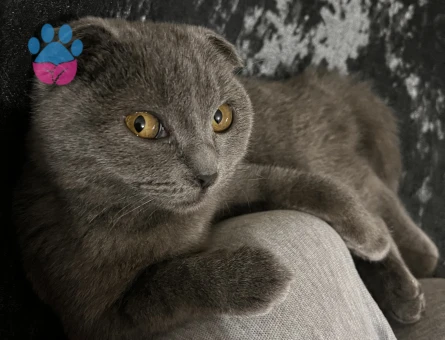 Kızıma eş arıyorum