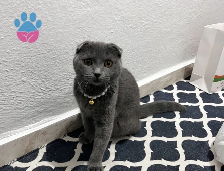 Kızıma eş arıyorum