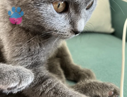 Kızıma eş arıyorum