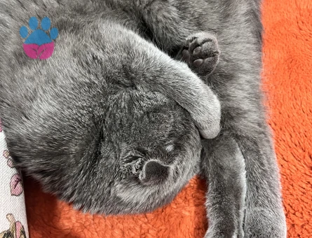 Kızıma eş arıyorum