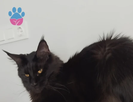 Dişi Maine coon kedime eş arıyorum