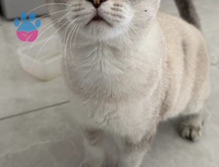 Scottish Fold Oğluma Dişi Arıyoruz - 118984517