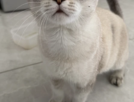 Scottish Fold Oğluma Dişi Arıyoruz - 118984517