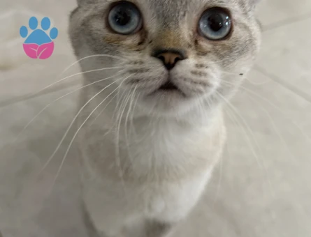 Scottish Fold Oğluma Dişi Arıyoruz