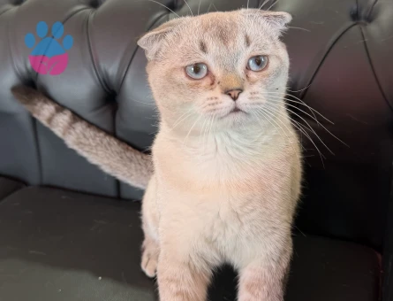 Scottish Fold Oğluma Dişi Arıyoruz