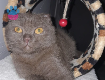Scottish Fold Kedim Dişi Eş Arıyor