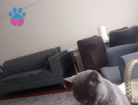 British Shorthair 1,5 Yaşında Eş Arıyor - 118984520