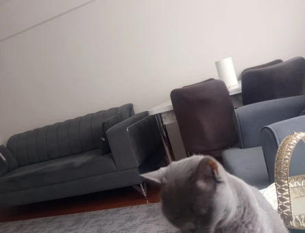 British Shorthair 1,5 Yaşında Eş Arıyor - 118984520