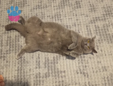 British Shorthair 1,5 Yaşında Eş Arıyor