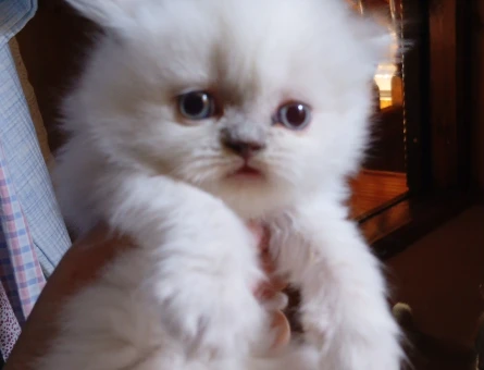 British Shorthair 2 Aylık Yuva Arıyor - 5336