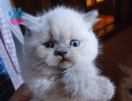 British Shorthair 2 Aylık Yuva Arıyor