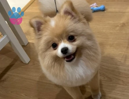 Poomeranian Boo 1 Yaşında Eş Arıyor