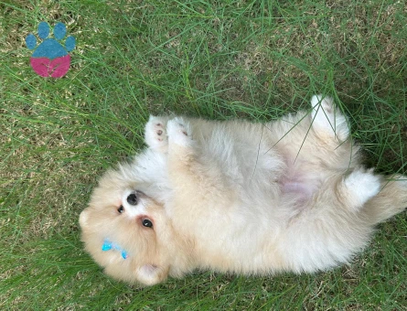 Poomeranian Boo 1 Yaşında Eş Arıyor