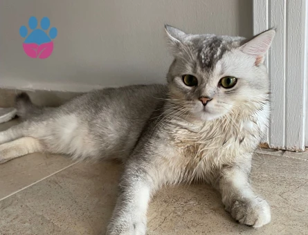 British Shorthair Kızgınlıkta Eş Arıyor