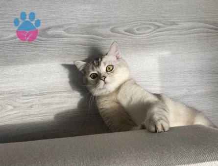 British Shorthair Kızgınlıkta Eş Arıyor