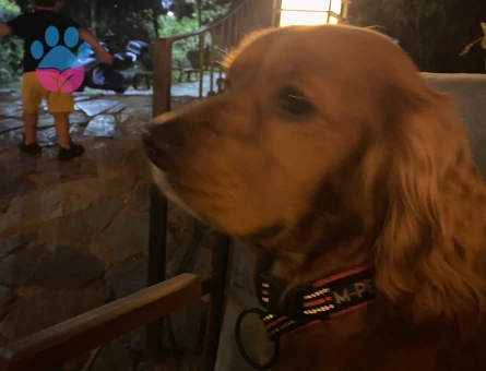 English Cocker 2 Yaşında Eş Arıyor