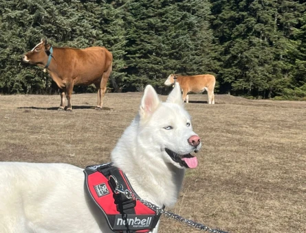 Husky Köpeğim Sky eş arıyor - 118984810