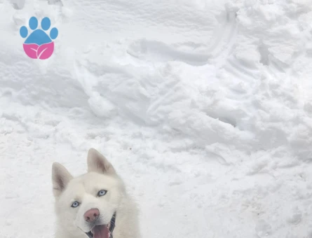 Husky Köpeğim Sky eş arıyor - Görsel 3
