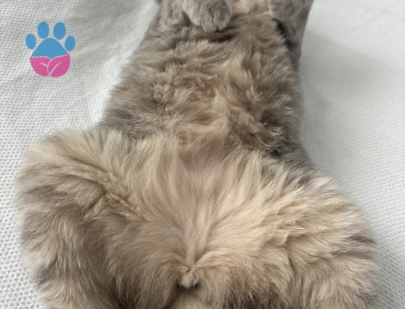 Scottish Fold Kızıma eş arıyorum - Görsel 4