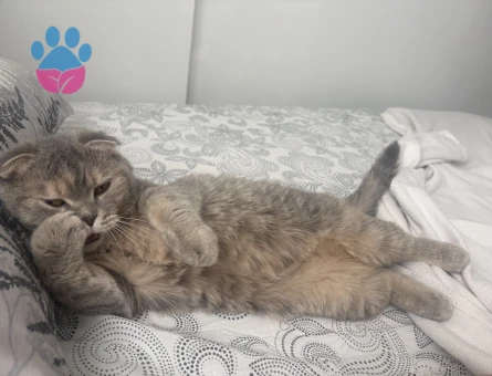 Scottish Fold Kızıma eş arıyorum - Görsel 3