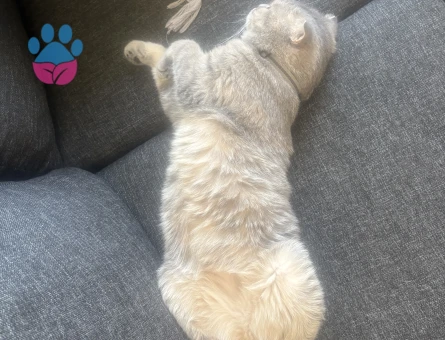 Scottish Fold Kızıma eş arıyorum - Görsel 5