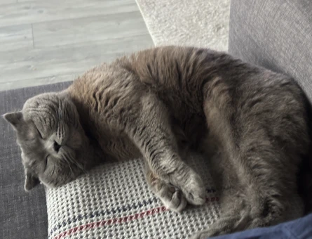 Scottish Fold Oğluma kızgın durumda milli olacak - 118984812
