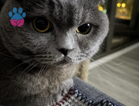 Scottish Fold Oğluma kızgın durumda milli olacak - Görsel 3
