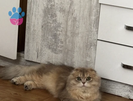British Longhair Erkek 1 Yaşında Eş Arıyor - Görsel 2