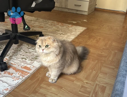 British Longhair Erkek 1 Yaşında Eş Arıyor - Görsel 3