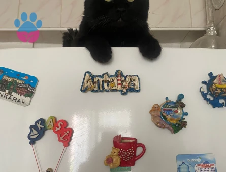 Isparta merkez kara sevda "Dremori"