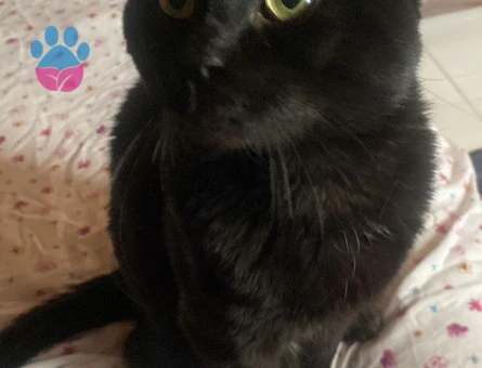 Isparta merkez kara sevda "Dremori"