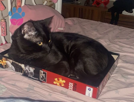 Isparta merkez kara sevda "Dremori"