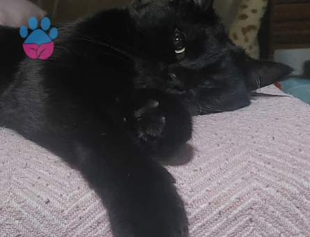 Isparta merkez kara sevda "Dremori"