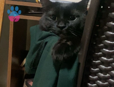 Isparta merkez kara sevda "Dremori"