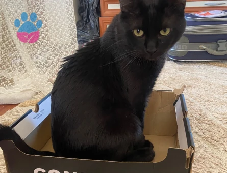 Isparta merkez kara sevda "Dremori"