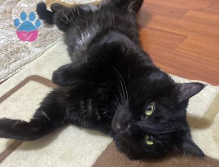 Isparta merkez kara sevda "Dremori"