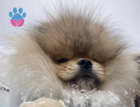 Safkan Pomerian oğluma dişi eş arıyorum