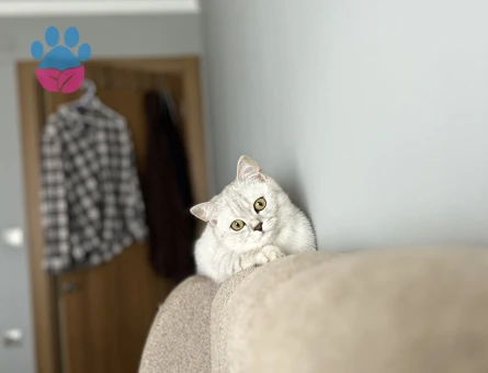 Silver British Shorthair Dişi Kedimize Eş Arıyoruz