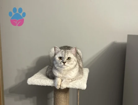 Silver British Shorthair Dişi Kedimize Eş Arıyoruz
