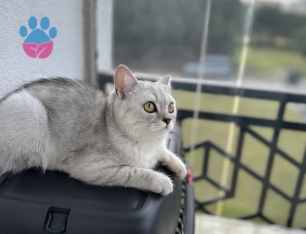 Silver British Shorthair Dişi Kedimize Eş Arıyoruz