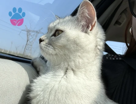 Silver British Shorthair Dişi Kedimize Eş Arıyoruz