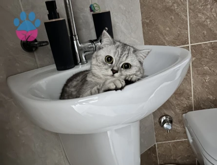 Silver British Shorthair Dişi Kedimize Eş Arıyoruz