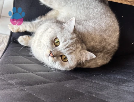 Silver British Shorthair Dişi Kedimize Eş Arıyoruz
