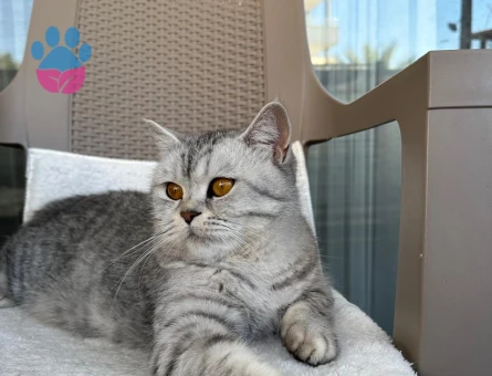 British Shorthair 4 Yaşında Eş Arıyor