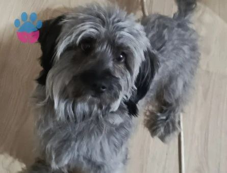 Yorkshire Terrier 1 Yaşında Köpeğim Eş Arıyor