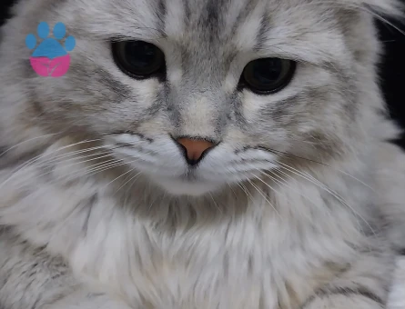 3 Yaşında Scottish Longhair Kedim Eş Arıyor