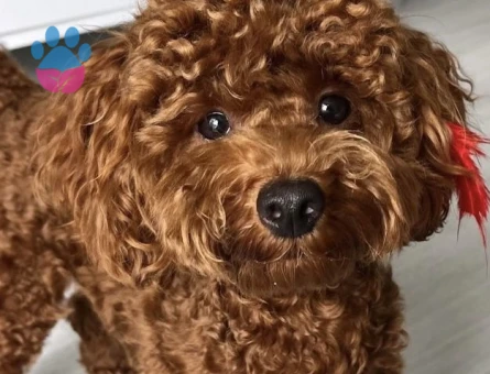 Toy Poodle 1,5 Yaşında Erkek Kızgınlıkta